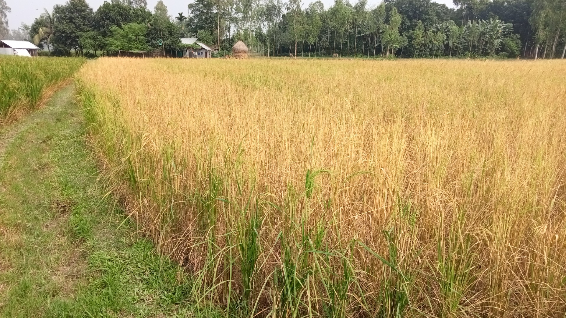 সাদুল্লাপুরে শত্রুতায় পুড়ল ৬ বিঘা জমির ধান